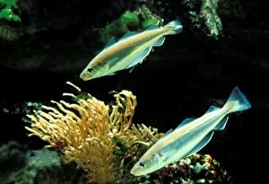 LA-784 Whiting Fish - Underwater