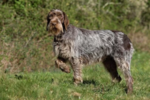 LA-7862 Dog - Korthal Griffon / Wire-haired Pointing Griffon - with one paw up