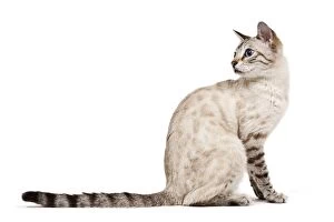 LA-7930 Cat - Bengal - Snow seal lynx spotted tabby in studio