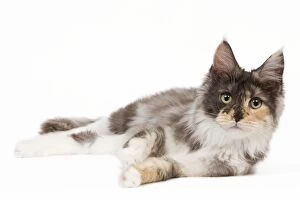 LA-7980 Cat - Maine Coon - 7 month old Black tortie smoke & white