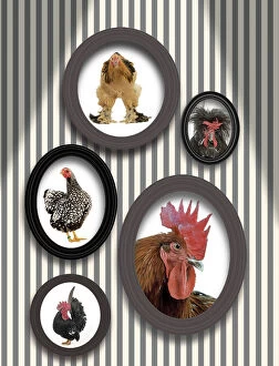 LA-7998 Chickens - pictures of chickens in frames on wall