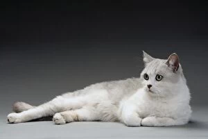 LA-8015 Cat - white & grey cat in studio