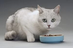 LA-8018 Cat - white & grey cat in studio eating from a bowl
