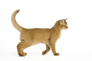 LA-8041 Cat - Red Somali / long-haired Abyssinian kitten in studio