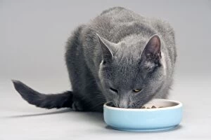 LA-8059 Cat - Chartreux eating food from bowl in studio