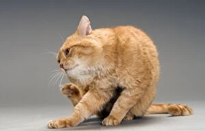 LA-8068 Cat - European red tabby in studio - scratching face with back paw