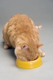 LA-8069 Cat - European red tabby in studio - feeding from bowl in studio