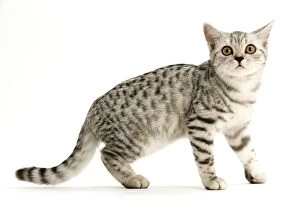LA-8114 Cat - British shorthair silver spotted kitten in studio