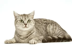 LA-8115 Cat - British shorthair kitten