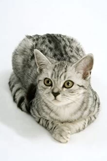 LA-8118 Cat - British shorthair silver spotted kitten in studio