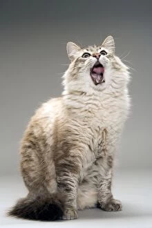 LA-8148 Long-haired cat in studio - yawning