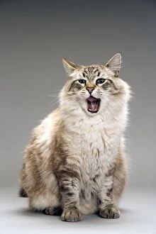 LA-8151 Long-haired cat in studio - yawning