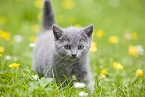 LA-8182 Cat - Chartreux kitten in grass
