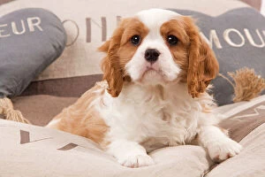 LA-8210 Dog - Cavalier King Charles Spaniel puppy lying on cushions