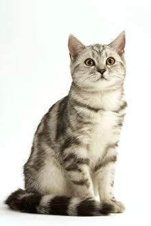 LA-8243 Cat - British shorthair kitten - black silver tabby
