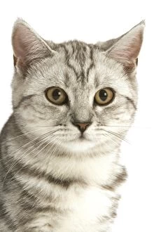 LA-8244 Cat - British shorthair kitten - black silver tabby