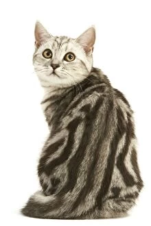 LA-8245 Cat - British shorthair kitten - black silver tabby
