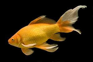 LA-8335 Fish - goldfish in tank - black background