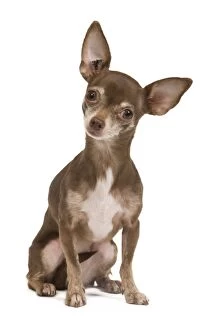 LA-8355 Dog - Chihuahua in studio
