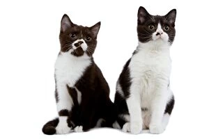 LA-8447 Cat - black & white British shorthair kittens in studio