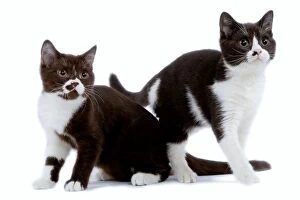 LA-8448 Cat - black & white British shorthair kittens in studio