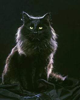 Black Cat Gallery: LA-8772