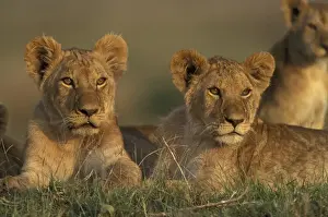Cuddly Prints: Lion
