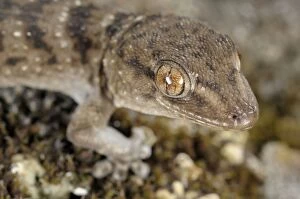 La Gomera Gecko