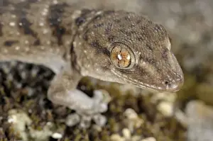 La Gomera Gecko - Canary Islands