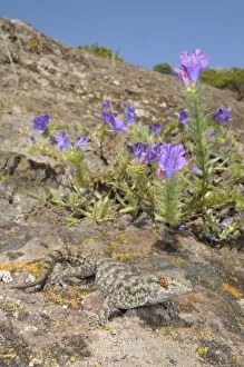 Images Dated 23rd April 2009: La Gomera Gecko - in habitat