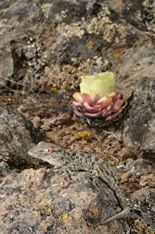 Canary Islands Prints: La Gomera Gecko - in its rocky habitat - La Gomera - Canary Islands