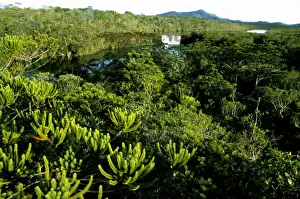 La Madeleine Falls (botanic reserve) with pine in foreground - Southern Province, New Caledonia, New Caledonia JPF52562