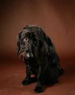 Sorry Prints: Labradoodle - crossbreed between a Labrador & a Poodle