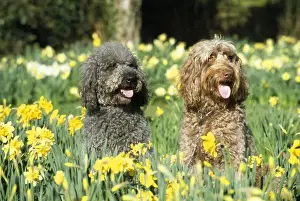 Labradoodles Prints: Labradoodle Dogs - in daffodils