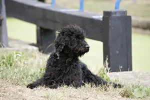Labradoodles Prints: Labradoodle lying in front of lock gate