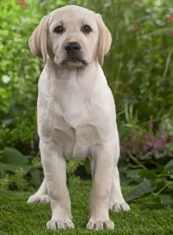 LABRADOR
