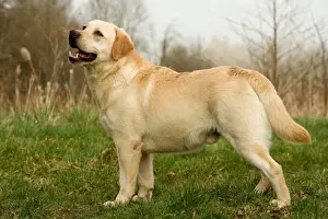 Labrador