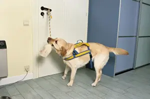 Rope Prints: Labrador - as aid dog opening a door by tugging on rope