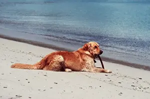 Gnawing Prints: Labrador On beach