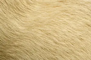 Coats Prints: Labrador - close-up of coat