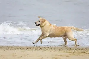 Hybrids Prints: Labrador (cross) Dog - running on Beach Norfolk UK
