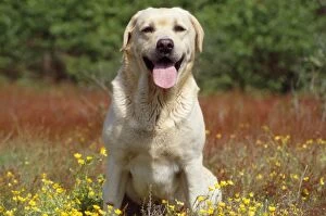 Labrador Dog - in buttercups