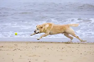 Ball Prints: Labrador Dog Chasing Ball on Beach Norfolk UK