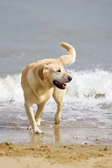 Happy Prints: Labrador Dog Playing on beach Waxham Beach Norfolk UK