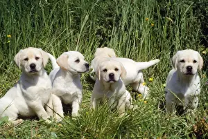 Labrador Dog - puppies