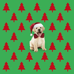 Labrador Dog, puppy wearing Christmas hat with Christmas