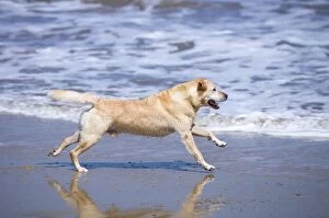Images Dated 8th May 2005: Labrador Dog - Running on beach