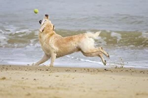 Images Dated 3rd April 2005: Labrador Dog - Running on beach and chasing ball