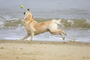 Labrador Dog Running on beach and chasing ball Waxham Beach Norfolk UK