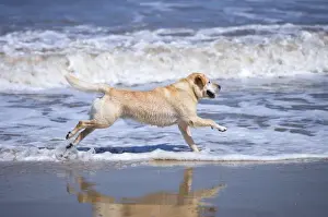 Surf Prints: Labrador Dog Running on beach Waxham Beach Norfolk UK